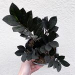 Can ZZ Plants Live Outside? 12 raven zz plant