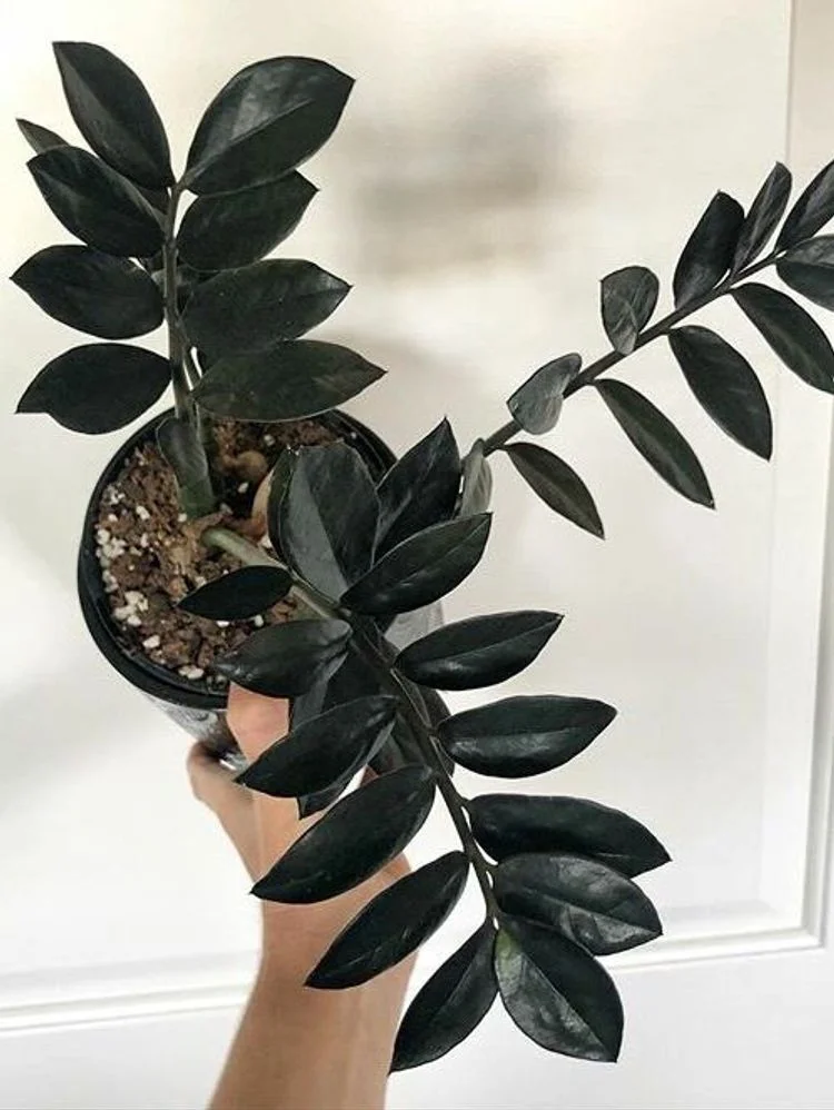 The Raven ZZ Plant: The Must-Have Houseplant Trend 14 zz plant