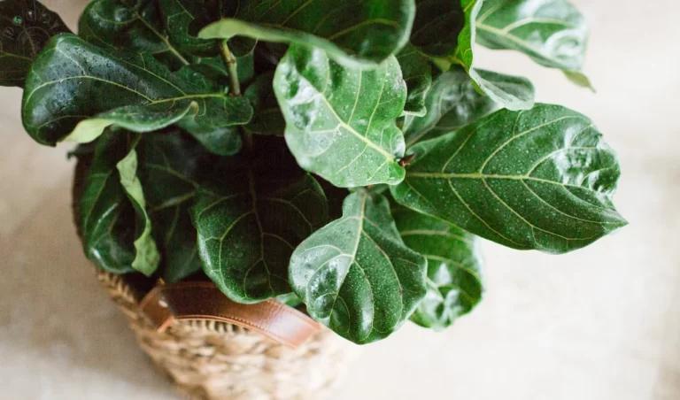 Fiddle Leaf Fig Dropping Leaves