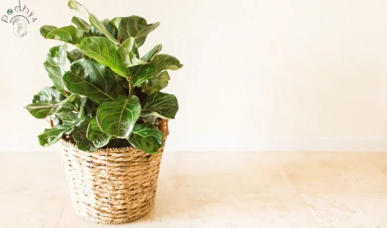 Fiddle Leaf Fig Dropping Leaves