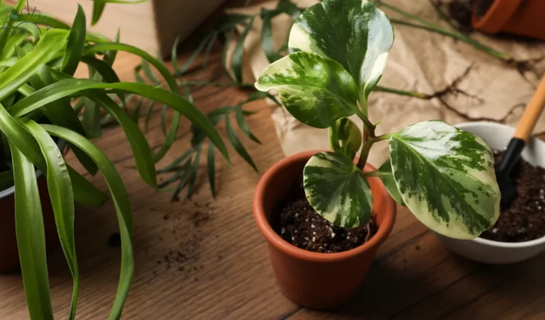 Fiddle Leaf Fig Dropping Leaves