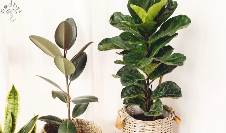Fiddle Leaf Fig Dropping Leaves Root Rot