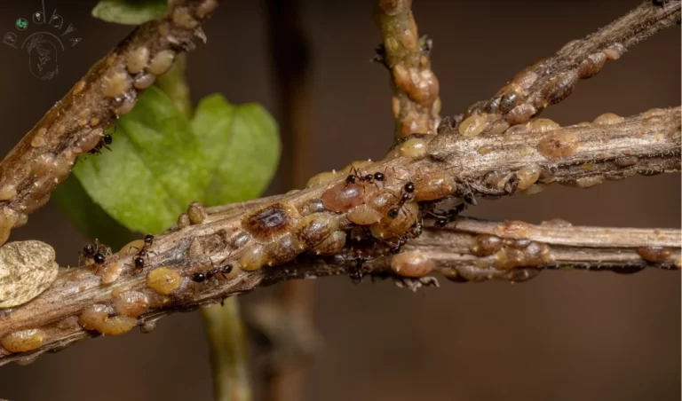 scale insects
