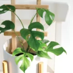 Rhaphidophora Tetrasperma (Monstera Minima): Propagation and Care Guide 15 Rhaphidophora Tetrasperma (Monstera Minima)