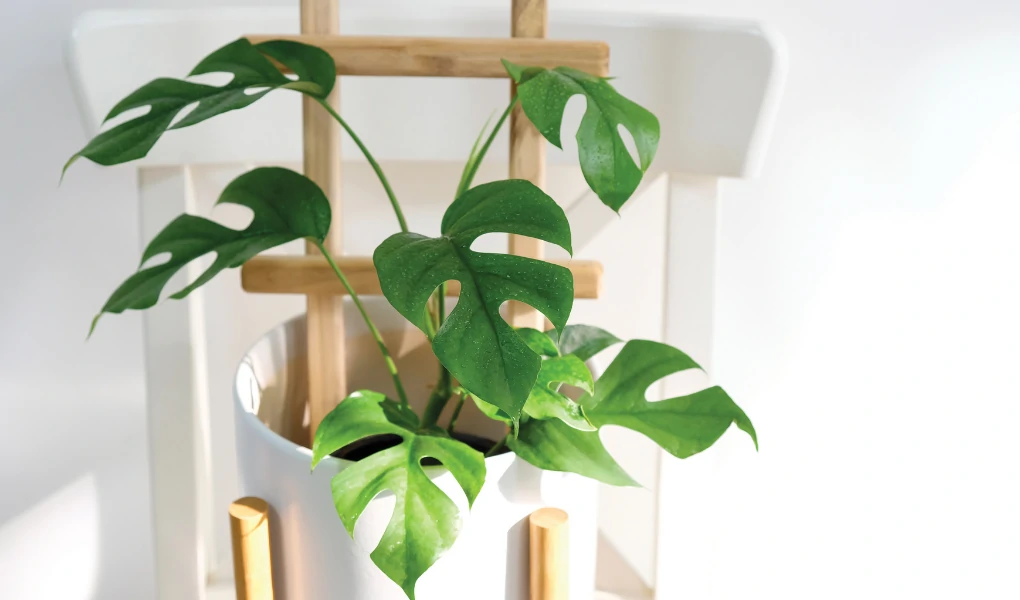 Rhaphidophora Tetrasperma (Monstera Minima): Propagation and Care Guide 7 Rhaphidophora Tetrasperma (Monstera Minima)