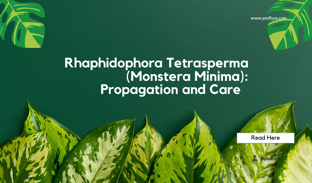 Rhaphidophora Tetrasperma (Monstera Minima): Propagation and Care Guide 1 Rhaphidophora Tetrasperma (Monstera Minima): Propagation and Care Guide