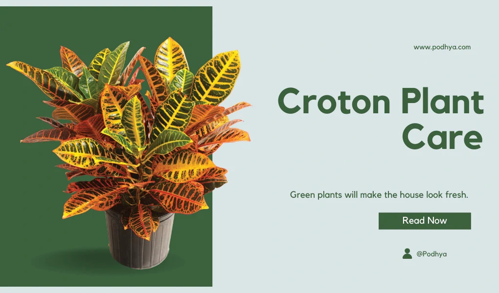 croton plant care