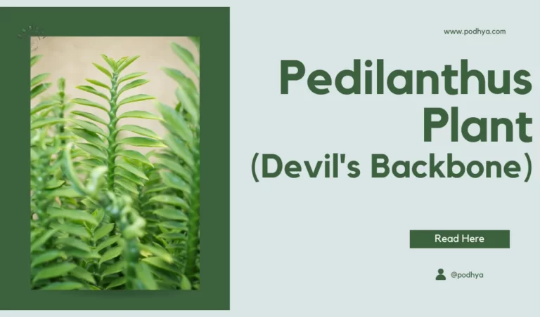 Pedilanthus Plant ,Devil's Backbone