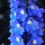 21 Best Blue Flowering Plants You Can Grow 26 Delphinium