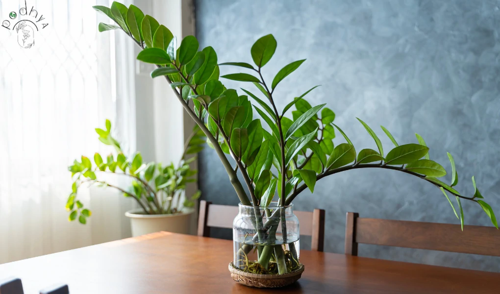 Can ZZ Plants Live Outside? 5 zz plant, zz plants live outside