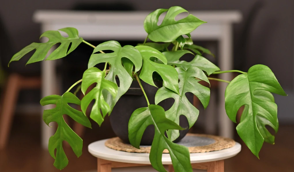 Rhaphidophora Tetrasperma (Monstera Minima): Propagation and Care Guide 8 Rhaphidophora Tetrasperma (Monstera Minima)
