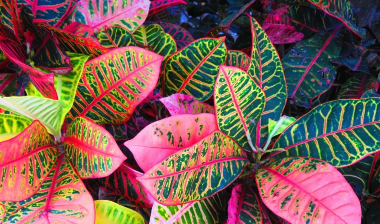 croton plant care , Different Types of Croton Plants