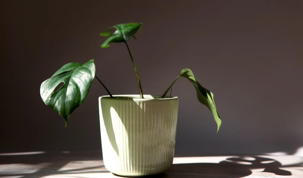 Rhaphidophora Tetrasperma (Monstera Minima): Propagation and Care Guide 5 Rhaphidophora Tetrasperma (Monstera Minima)