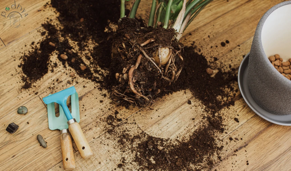 Can ZZ Plants Live Outside? 6 zz plant propagation