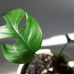 Rhaphidophora Tetrasperma (Monstera Minima): Propagation and Care Guide 12 Rhaphidophora Tetrasperma (Monstera Minima)
