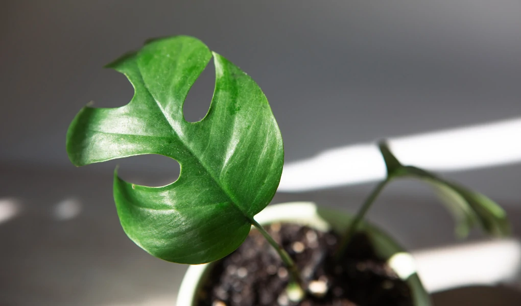 Rhaphidophora Tetrasperma (Monstera Minima): Propagation and Care Guide 4 Rhaphidophora Tetrasperma (Monstera Minima)