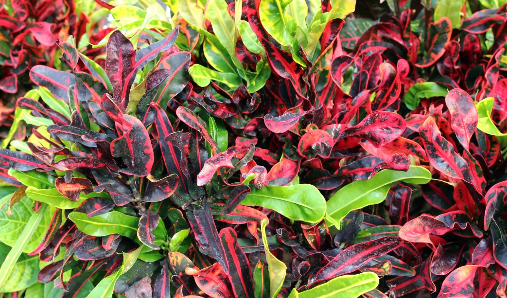 Different Types of Croton Plants: Complete Variety Guide 5 croton plant care