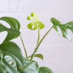 Rhaphidophora Tetrasperma (Monstera Minima): Propagation and Care Guide 13 Rhaphidophora Tetrasperma (Monstera Minima)