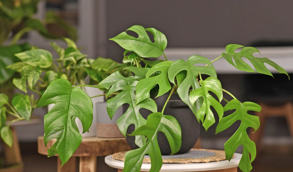 Rhaphidophora Tetrasperma (Monstera Minima): Propagation and Care Guide 6 Rhaphidophora Tetrasperma (Monstera Minima)