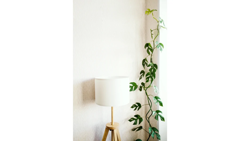 Rhaphidophora Tetrasperma (Monstera Minima): Propagation and Care Guide 3 Rhaphidophora Tetrasperma (Monstera Minima)