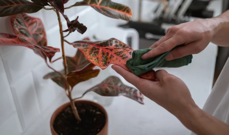 croton plant care, Croton Plant Light Requirements