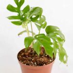 Rhaphidophora Tetrasperma (Monstera Minima): Propagation and Care Guide 11 Rhaphidophora Tetrasperma (Monstera Minima)