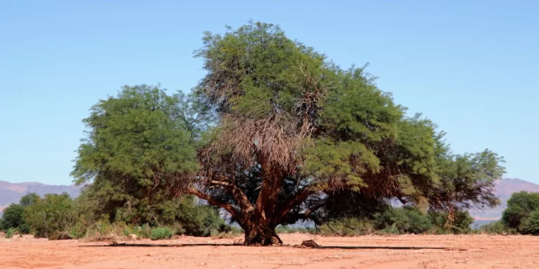 Prosopis Cineraria, ghaf, khejri, jami, shami