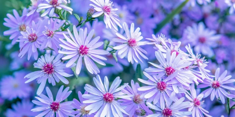 Aster (Shubhra)