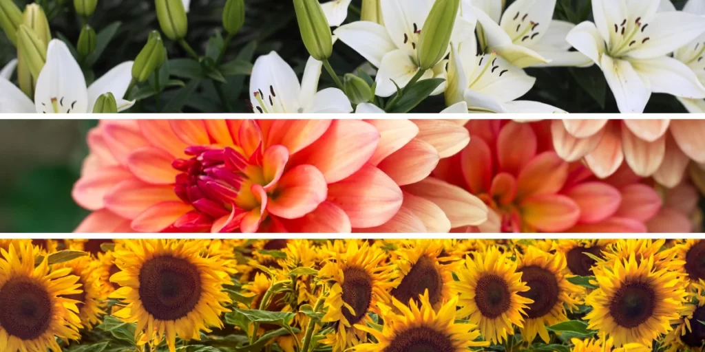 These Diwali Flowers Are So Much More Than Meets the Eye - Find Out Why! 8 Diwali Flowers