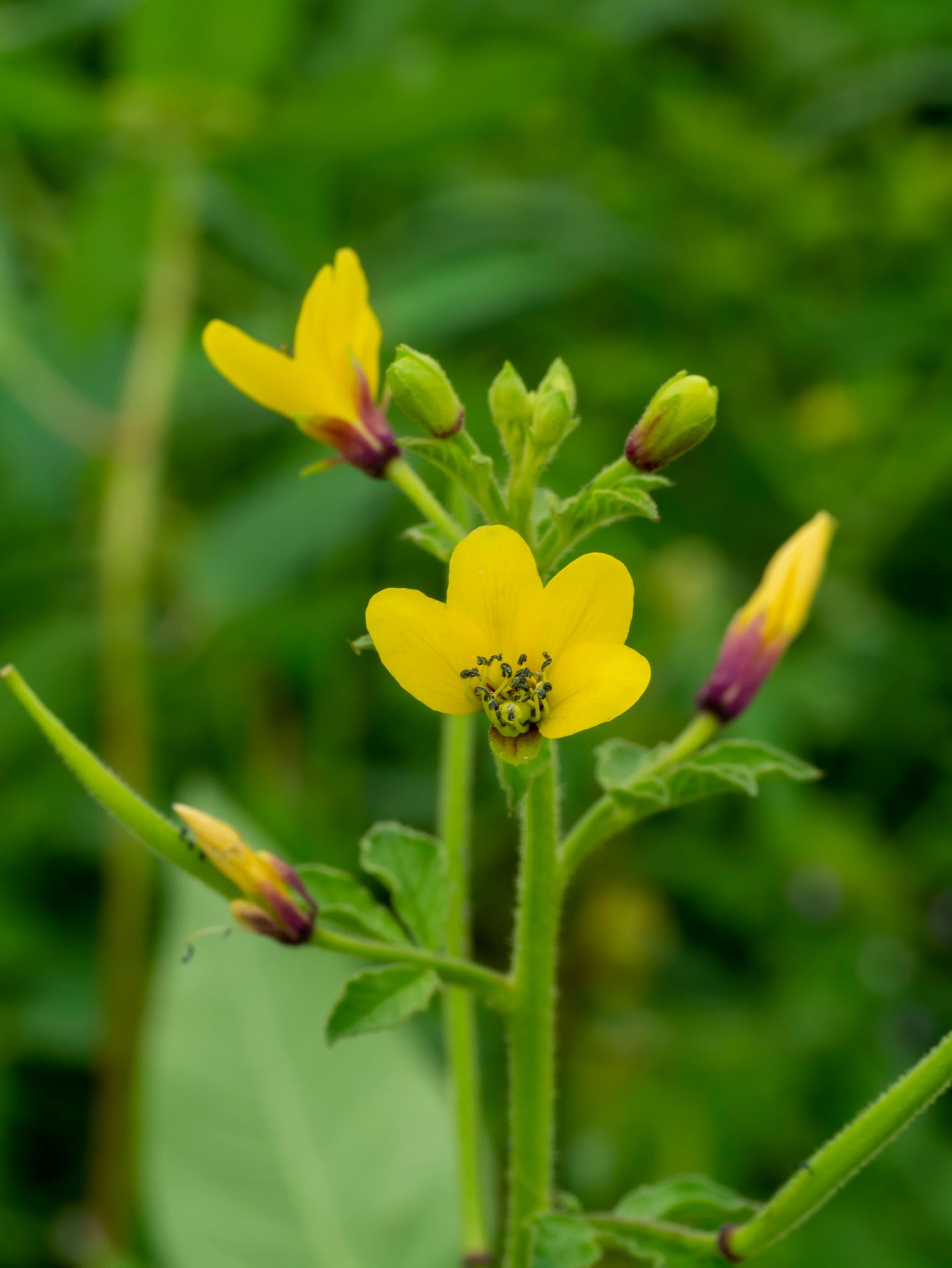 Cleome Viscosa