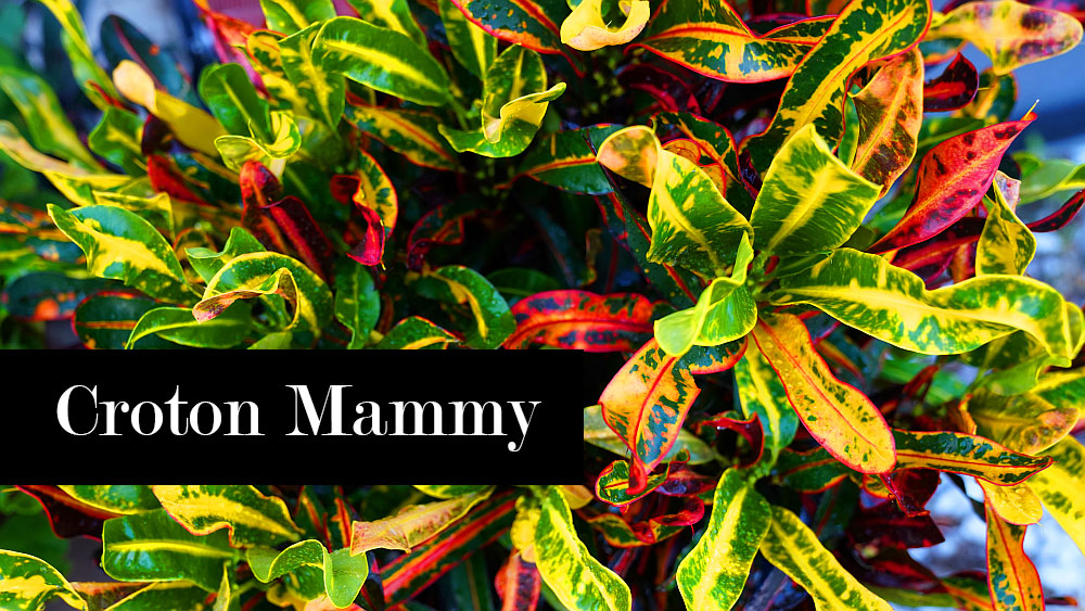 Different Types of Croton Plants: Complete Variety Guide 3 Codiaeum variegatum mammy ,Different Types of Croton Plants