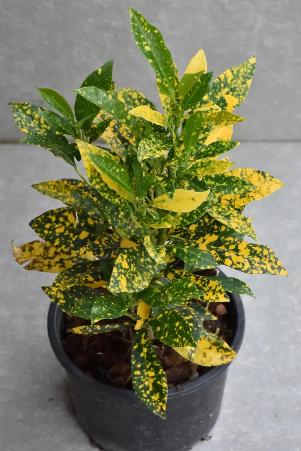 Different Types of Croton Plants: Complete Variety Guide 4 Codiaeum variegatum gold dust