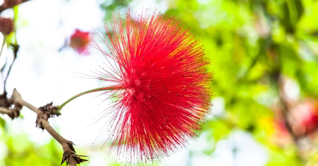 How to Grow Albizia Lebbeck | Indian Siris Care 4 Albizia Lebbeck, Indian Siris, Woman’s Tongue Tree, pink siris,Shirish
