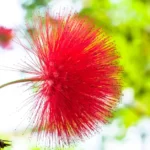 How to Grow Albizia Lebbeck | Indian Siris Care 13 Albizia Lebbeck, Indian Siris, Woman’s Tongue Tree, pink siris,Shirish