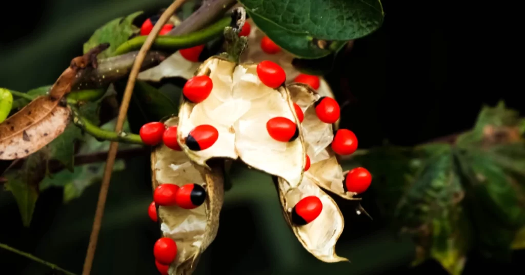 How to Grow Abrus Precatorius in India? 6 Abrus precatorius
