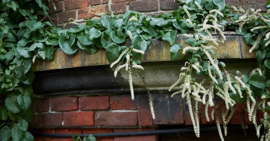 How to Grow Anredera Cordifolia (Madeira Vine) in India? 2 Anredera Cordifolia, Madeira vine