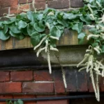 How to Grow Anredera Cordifolia (Madeira Vine) in India? 11 Anredera Cordifolia