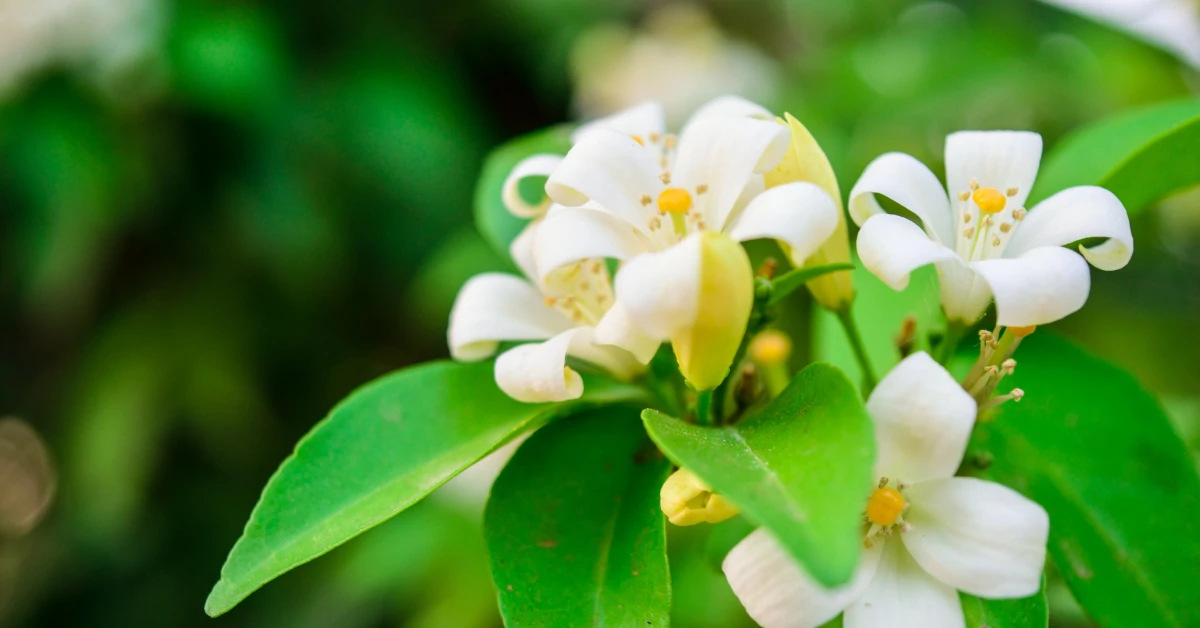How to Grow Murraya Paniculata in India? 1 Murraya Paniculata