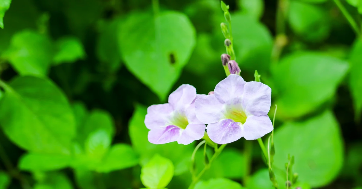 Bengal Clock Vine, Thunbergia Grandiflora