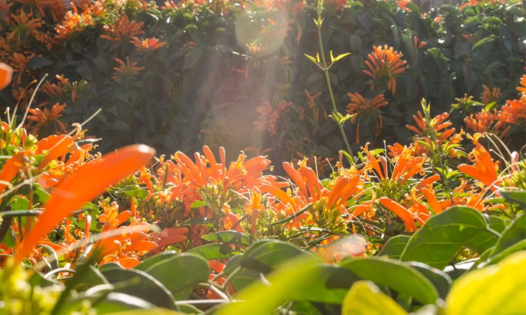 How to Grow Flame Vine | Pyrostegia Venusta Care? 5 Bignonia Venusta, Pyrostegia Venusta