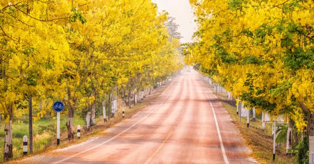 Golden Shower Tree Grow and Care | Cassia Fistula Propagation 5 Golden Shower Tree, Cassia Fistula