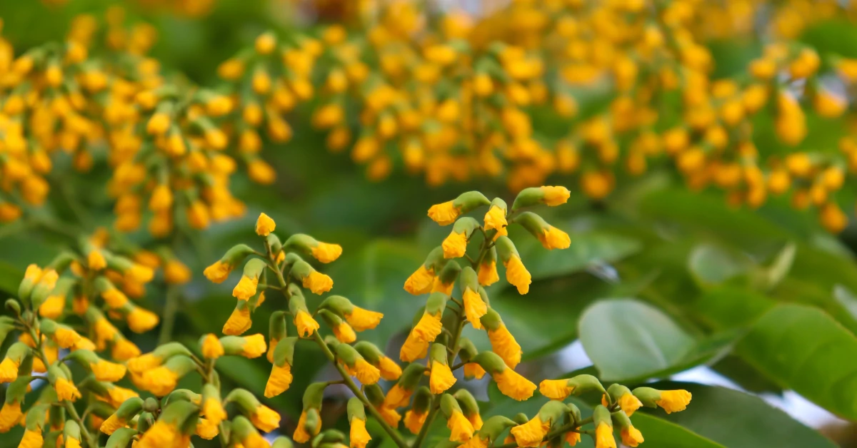 Pterocarpus Marsupium