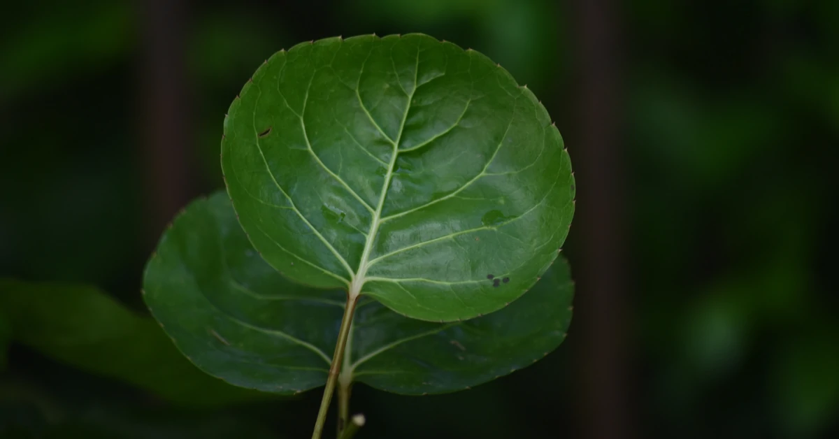 Polyscias Scutellaria, Fabian aralia, shield aralia