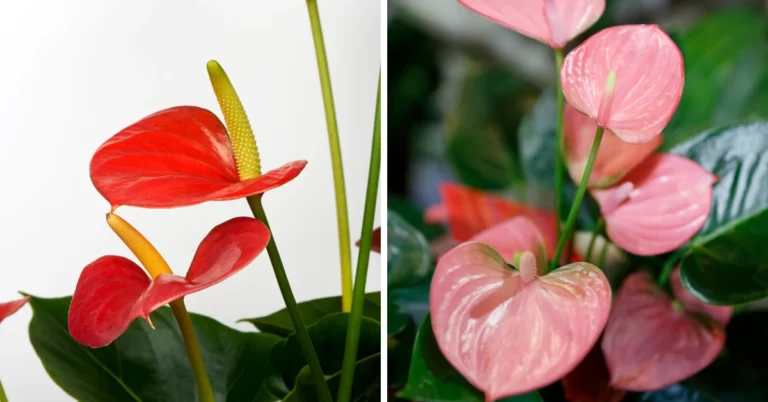 flamingo flowers, anthurium