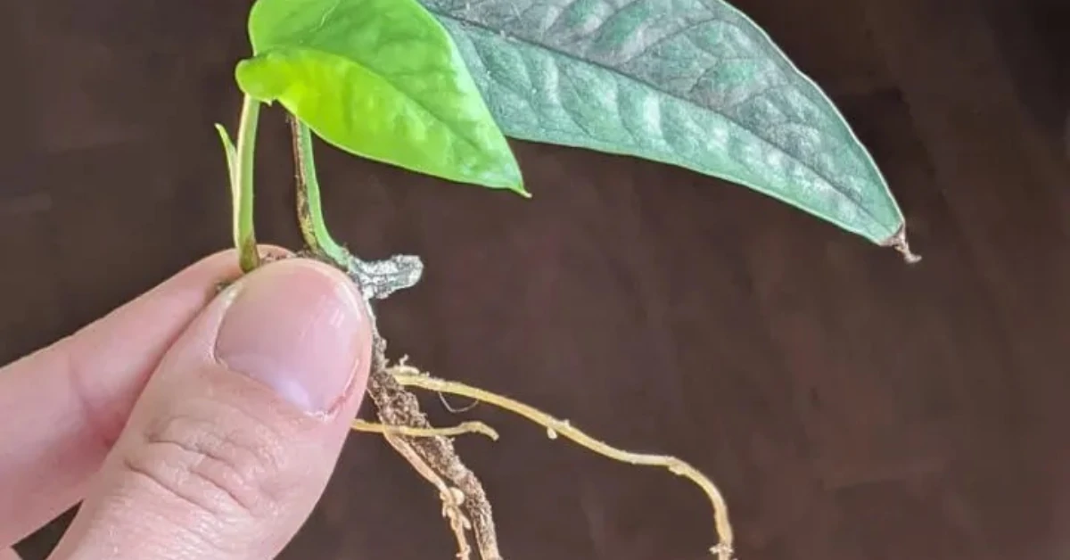 How to propagate cebu blue pothos plants in moss