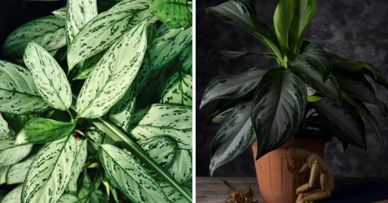 Aglaonema Silver Queen, Chinese evergreen, Painted drop tongue, The poison dart plant