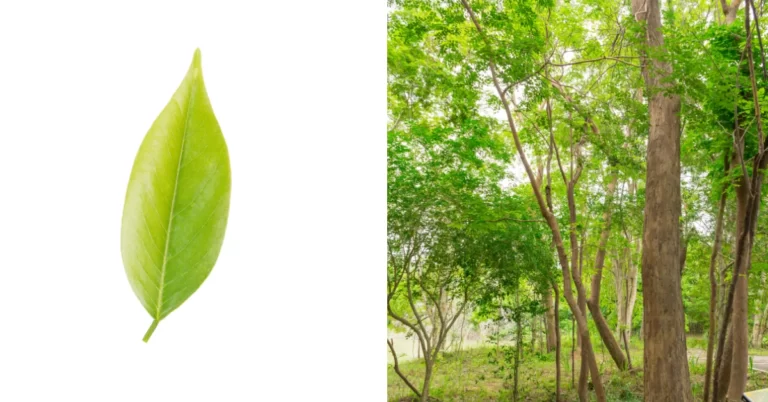 Dalbergia Sissoo, Indian rosewood,shisham