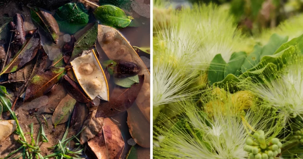 How to Grow Albizia Lebbeck | Indian Siris Care 6 Albizia Lebbeck, Indian Siris, Woman’s Tongue Tree, pink siris,Shirish