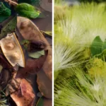 How to Grow Albizia Lebbeck | Indian Siris Care 15 Albizia Lebbeck, Indian Siris, Woman’s Tongue Tree, pink siris,Shirish