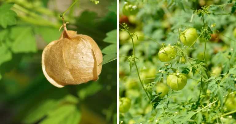 heart-seed vine, heart pea vine, Balloon Vine, Cardiospermum halicacabum
